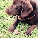 Golfo avatar