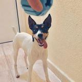 Goliat avatar