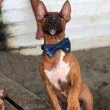 Thor avatar