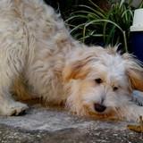 Curro avatar