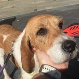 Layka avatar
