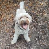 Panchito avatar