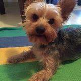 Chewy avatar