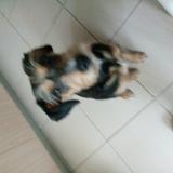 Lila avatar