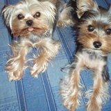 Cherie avatar