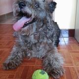 Sancho avatar