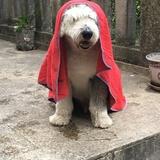 Bobo avatar