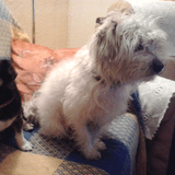 Paco avatar