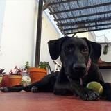 Chica avatar