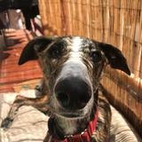 Dobby avatar