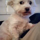 Lola avatar