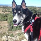 Balto avatar