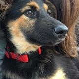 Auri avatar