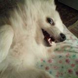 Archie avatar