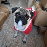 Malevo avatar