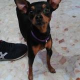 Pepito avatar
