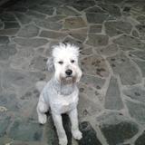 Chimo avatar