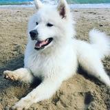Leo avatar