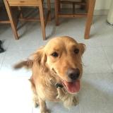 lola avatar
