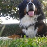 Athos avatar