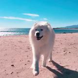 Koda avatar