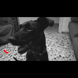 Zuri avatar