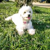 Cocó avatar