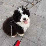 Runa avatar