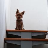 Laika avatar