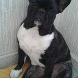 Ara avatar