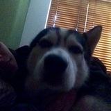 Thor avatar