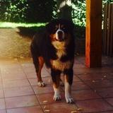 Foster avatar
