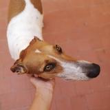 Inka  avatar
