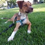 Rufo avatar