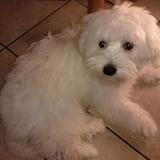 Shiro avatar