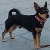Spillo avatar