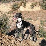 Pancho avatar