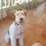 Thor avatar