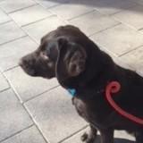 Nala avatar