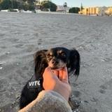 Vito avatar
