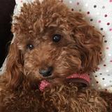 Penny avatar