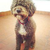Pancho avatar