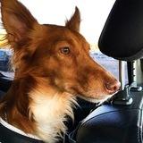 Fox avatar