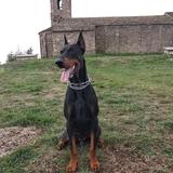 Arcus avatar