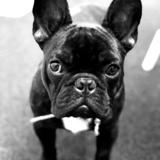 IGGY avatar