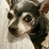 Chiwi avatar