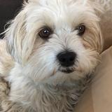 Sophie avatar