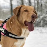 Jara avatar