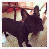 Paco avatar