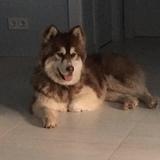 Urko avatar